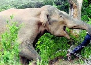 हात्तीको आक्रमणबाट युवकको मृत्यु