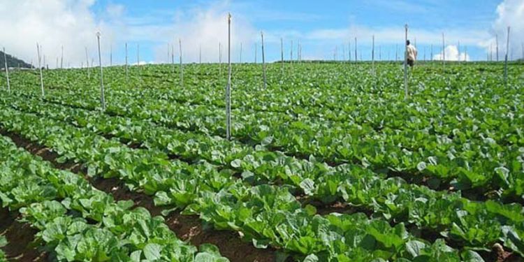 कृषिमा अनुदान नै अनुदान