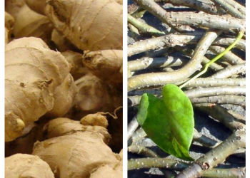 अदुवा र मरिच हालेको कालोचियाँ, गुर्जो तथा नियमित तातोपानी सेवन गरेरै ठिक भयो कोरोना