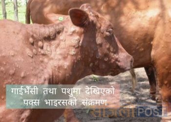 मान्छेलाई सतायो कोरोना भाइरसले,गाईभैँसी तथा पशुलाई सतायो पक्स भाइरसले