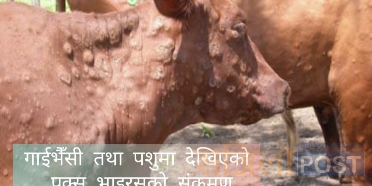 मान्छेलाई सतायो कोरोना भाइरसले,गाईभैँसी तथा पशुलाई सतायो पक्स भाइरसले