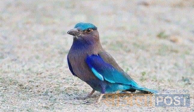 बडा दशैँअन्तर्गत आज दशमीका दिन मिथिलाञ्चलमा जतरा पर्व मनाइँदै