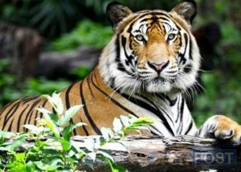 बाघको आक्रमण बाट बर्दियामा एक महिलाको मृत्यु
