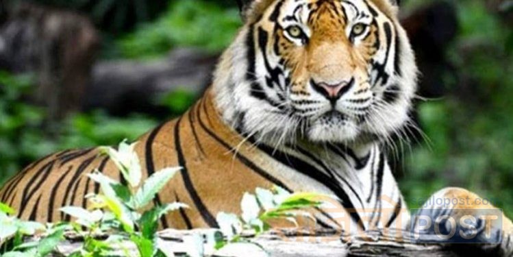 बाघको आक्रमण बाट बर्दियामा एक महिलाको मृत्यु