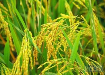 सिरहा र सप्तरीमा यस वर्ष धान उत्पादनमा वृद्धि