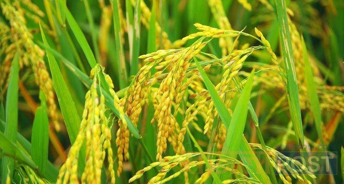 सिरहा र सप्तरीमा यस वर्ष धान उत्पादनमा वृद्धि