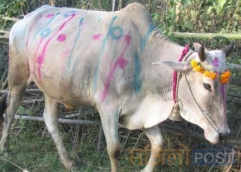 तिहारको चौथो दिन आज गाई, गोरु र गोबर्द्धन पुजा गरिदै