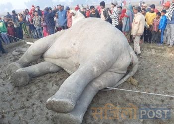 सप्तरीको कञ्चनरूप नगरपालिका–५ परेमारामा आज एउटा जङ्गली हात्ती मृत फेला