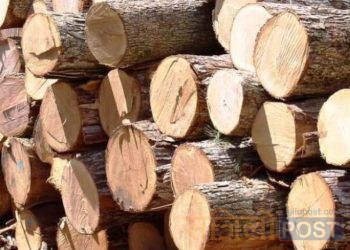 वन कार्यालय गोलबजार चोहर्वाबाट खटिएको प्रहरीको टोलीद्वारा गोलबजार–३ गोलामुक्सारबाट काठ बरामद