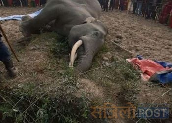 सप्तरीमा फेरि अर्काे जंगली हात्तीको करेन्ट लागेर मृत्यु