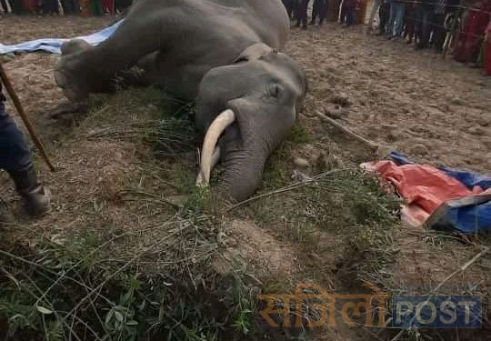 सप्तरीमा फेरि अर्काे जंगली हात्तीको करेन्ट लागेर मृत्यु