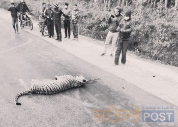 पर्सा:कारको ठक्करबाट बाघको मृत्यु