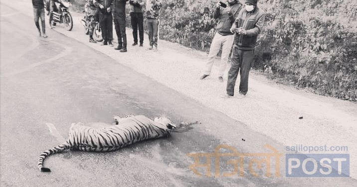 पर्सा:कारको ठक्करबाट बाघको मृत्यु