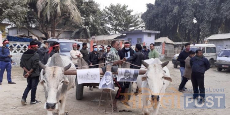 संसद विघटनको विरोधमा सप्तरीमा बयलगाडा जुलुस प्रदर्शन