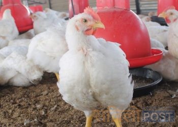 काठमाडौ उपत्यकामा बर्डफ्लु रोग भित्रिएको पुष्टि