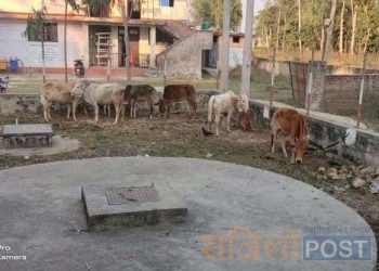 ईप्रका बोदे बर्साईनको प्रमुख अरुण सिंहको कमान्डमा खटिएको प्रहरी द्वारा १० वटा गाई/गोरु र दुई जना गोठालो नियन्त्रणमा