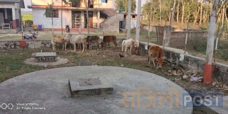 ईप्रका बोदे बर्साईनको प्रमुख अरुण सिंहको कमान्डमा खटिएको प्रहरी द्वारा १० वटा गाई/गोरु र दुई जना गोठालो नियन्त्रणमा