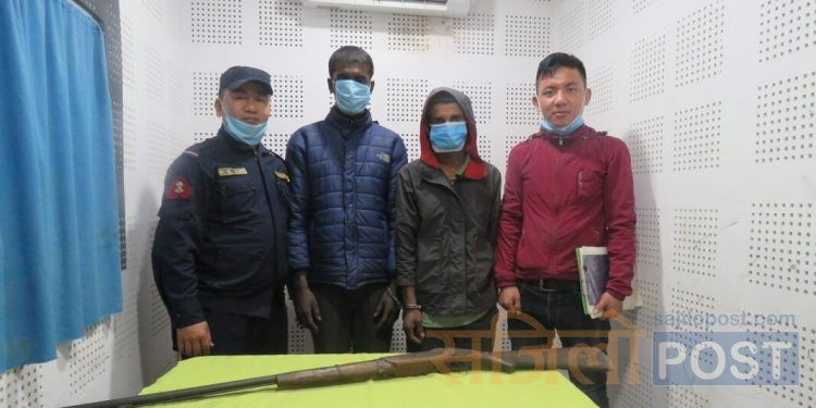 सप्तरीमा भरुवा बन्दुकसहित दुई पक्राउ