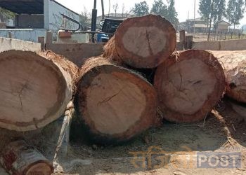 रौतहटमा सालको अवैध काठ बरामद, तस्कर भने फरार