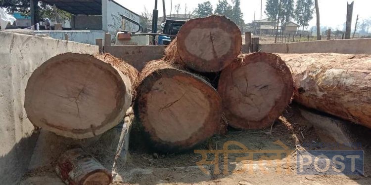 रौतहटमा सालको अवैध काठ बरामद, तस्कर भने फरार