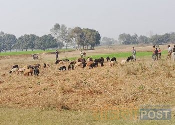 सप्तरीको डाक्नेश्वरी नगरपालिका वडा नम्बर ८ गम्हरिया प्रबाहबाट  ५० भेडा सशस्त्र प्रहरीको नियन्त्रणमा