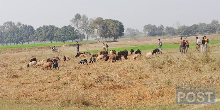 सप्तरीको डाक्नेश्वरी नगरपालिका वडा नम्बर ८ गम्हरिया प्रबाहबाट  ५० भेडा सशस्त्र प्रहरीको नियन्त्रणमा