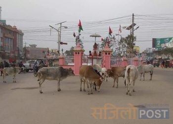 लहान बजारमा छाडा चौपाया आतंक, व्यवस्थापन गर्न स्थानीय सरकार उदासीन
