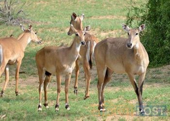 महोत्तरीको जङ्गलमा पाँच दर्जन नीलगाई फेला