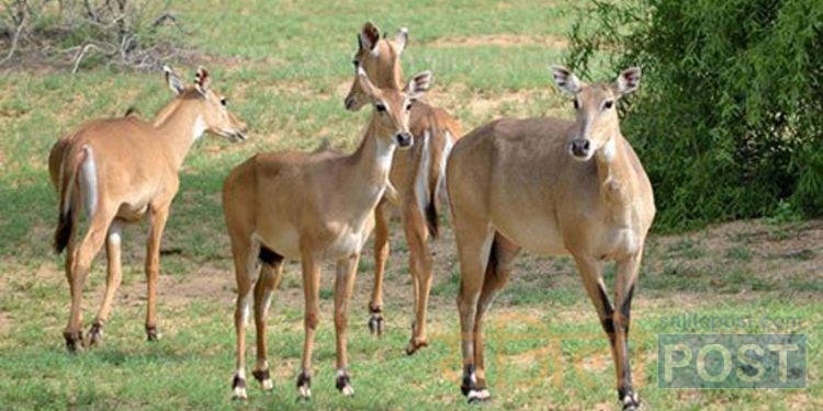 महोत्तरीको जङ्गलमा पाँच दर्जन नीलगाई फेला