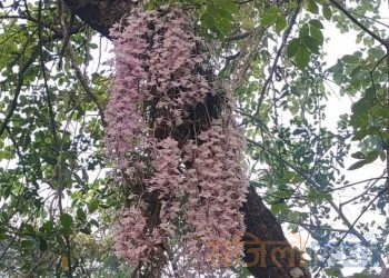 सिरहाको सलहेश फूलबारीमा भक्तजनको भीड,सर्वसाधनले मानेन प्रशासनको अनुरोध