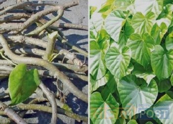 गुर्जोको सेवन गर्न जाने अमृत नजाने विष कसरी सेवन गर्ने गुर्जो?एक चोटि पढनुहोस