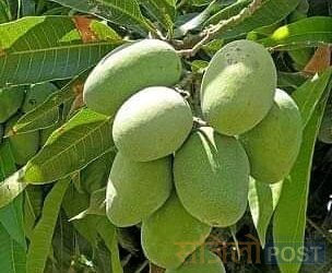 प्रदेश २ : आँपसंग जोडिएको तराई मधेशको सामाजिक-साँस्कृतिक र आर्थिक आयाममा अब प्रदेश र स्थानीय सरकारलाई ध्यान दिनुपर्ने