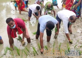 सप्तरीको बोदे बर्साईन नगरपालिकाद्वारा धान रोपेर धान दिवस मनाइयो
