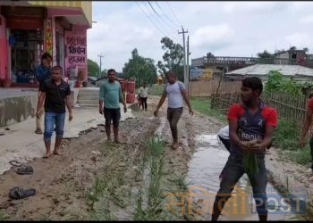 महोेत्तरीमा वडा अध्यक्ष र नगर प्रमुखको विरोधमा स्थानीयले सडकमै रोपे धान