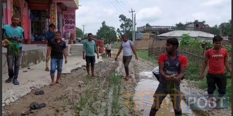महोेत्तरीमा वडा अध्यक्ष र नगर प्रमुखको विरोधमा स्थानीयले सडकमै रोपे धान