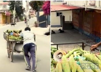 निषेधाज्ञामा प्रशासनले ढक खोस्दा ‘गुम्यो’ गाँस