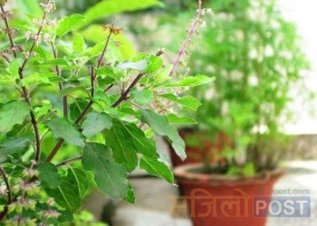 आज निर्जला एकादशी : घरघरमा तुलसीको दल राखिँदै