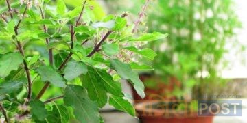आज निर्जला एकादशी : घरघरमा तुलसीको दल राखिँदै