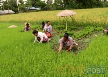 प्रदेश २ : लगातारको झरीले धानको बिउ नष्ट