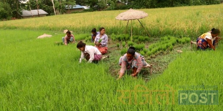 प्रदेश २ : लगातारको झरीले धानको बिउ नष्ट