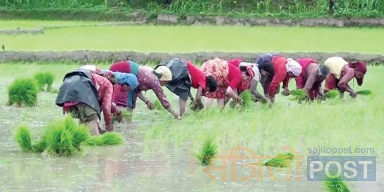 निरस बन्यो असारे पन्ध्र