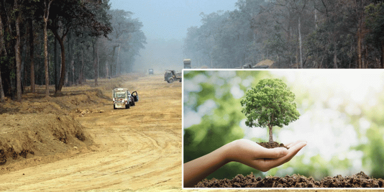 काठमाडौँ–तराई-मधेस द्रुतमार्गमा पौने दुई लाख बिरुवा रोपिए