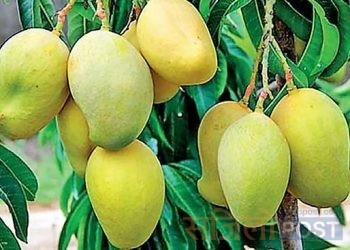 आँप खाँदा यी कुराहरुमा ध्यान दिनै पर्छ, नत्र स्वास्थ्यमा पर्छ असर