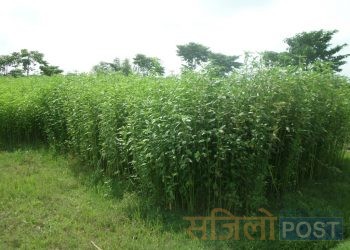 महोत्तरीमा हराउँदै सनपाट खेती