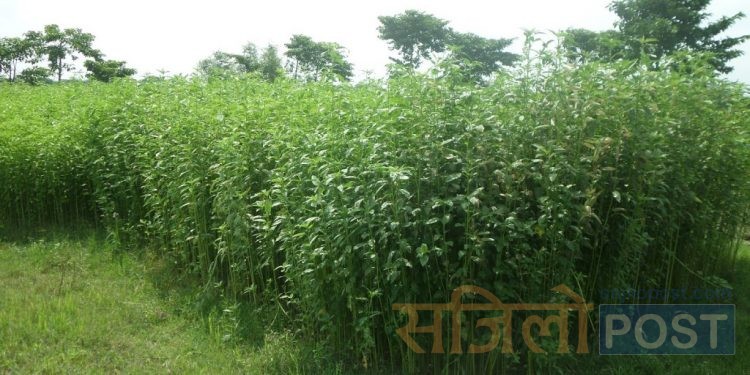 महोत्तरीमा हराउँदै सनपाट खेती