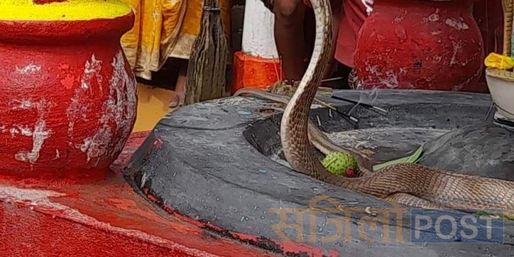 सप्तरीमा पहिलो सोमबारीकै दिन एक व्यक्तिको घरबाट निस्कियो नाग देवता, पूजापाठ सुरु