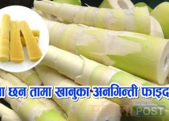 बाँसको तामाको अचार खानुका यस्ता छन् फाइदाहरु जानी राखौं , एकचोटी अवश्य पढ्नुहोला