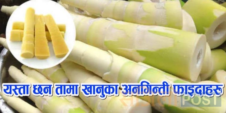 बाँसको तामाको अचार खानुका यस्ता छन् फाइदाहरु जानी राखौं , एकचोटी अवश्य पढ्नुहोला