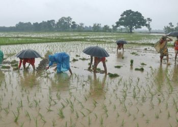 सप्तरीमा शतप्रतिशत धान रोपाइँ, ९०० बिघा डुबानमा