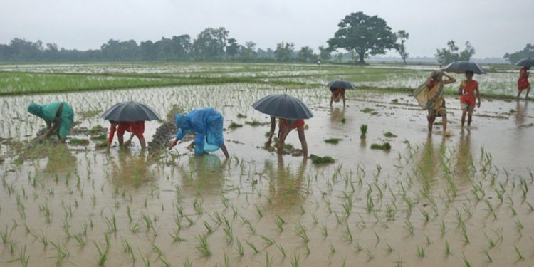 सप्तरीमा शतप्रतिशत धान रोपाइँ, ९०० बिघा डुबानमा